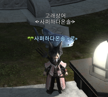 솔노루 tweet media