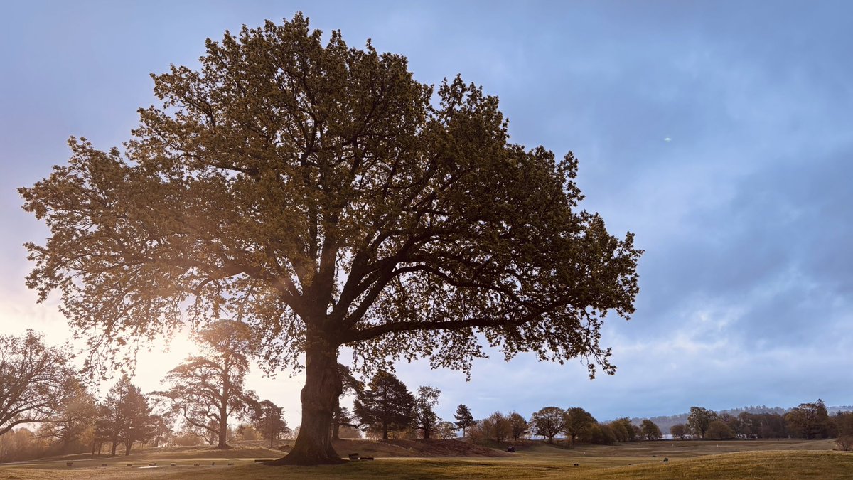 Billy_Hendry_'s tweet photo. Unfortunately no wildlife this morning, but it’s still a lovely start to the day. #TreeClub 🌳 https://t.co/YUjXQpldbu