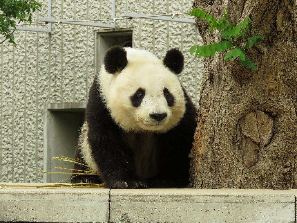 パンダスプン🐼水曜定休日12時～17時営業 tweet media