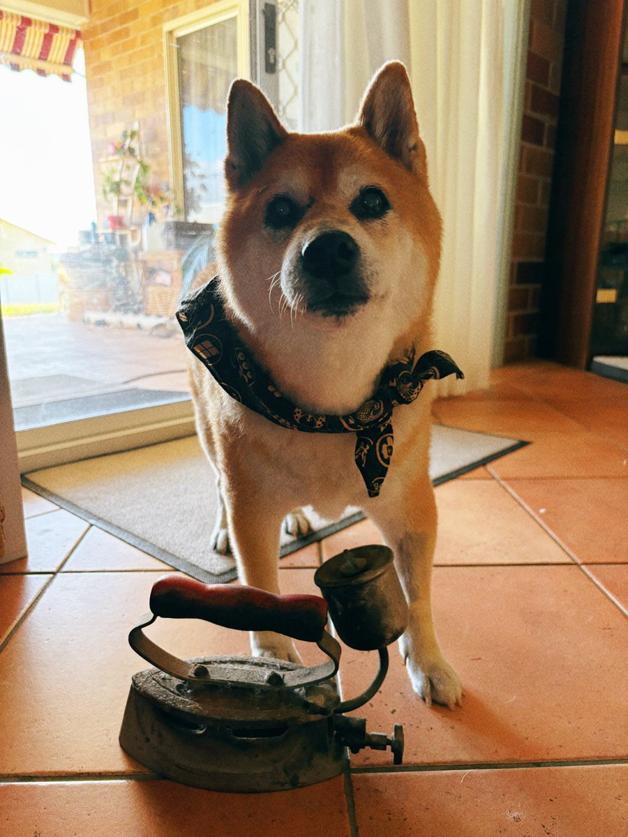 トラゴマ tweet media