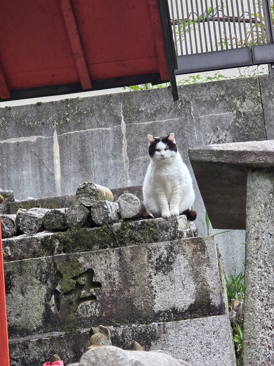 mayutsuki00's tweet photo. この猫、喋んねん！

置き物みたいに座っとって「こんにちは」言うと「にゃ」って言うた！！∑(゜ロ゜ノ)ノ

もういっぺん「こんにちは」言うたら、やっぱり「にゃ」って言うた！！∑(゜ロ゜ノ)ノ

みんな覚え��いてね
猫は喋る生き物やで😺 https://t.co/N3nv7ta3cW