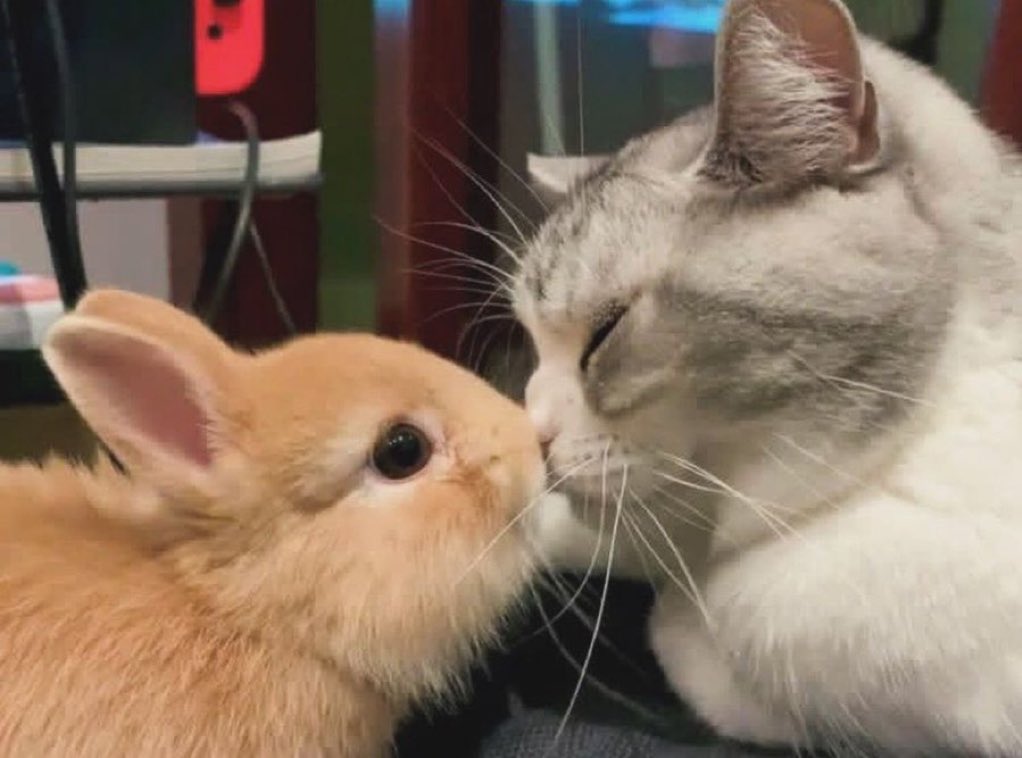 bunny tweet media
