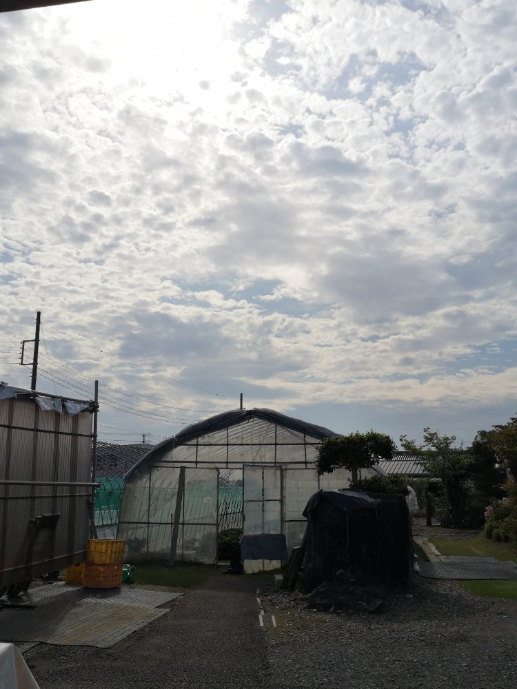 OIMOCHAN-CHI@美味しい干しいも作ってます！ tweet media