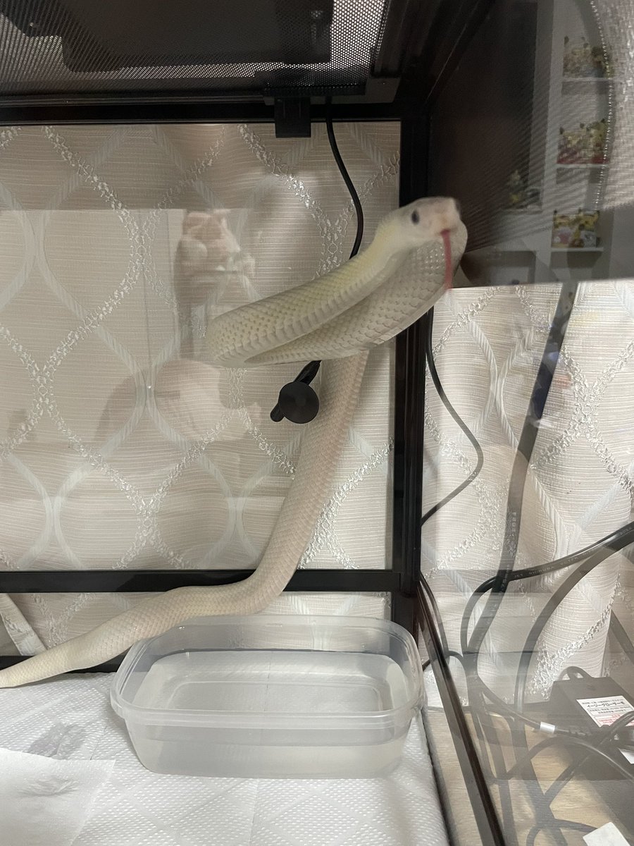 ぽ む も と 🐍🩵 tweet media