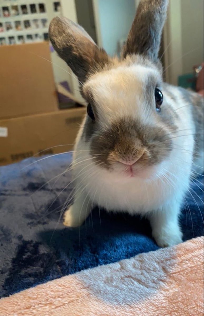 bunny tweet media