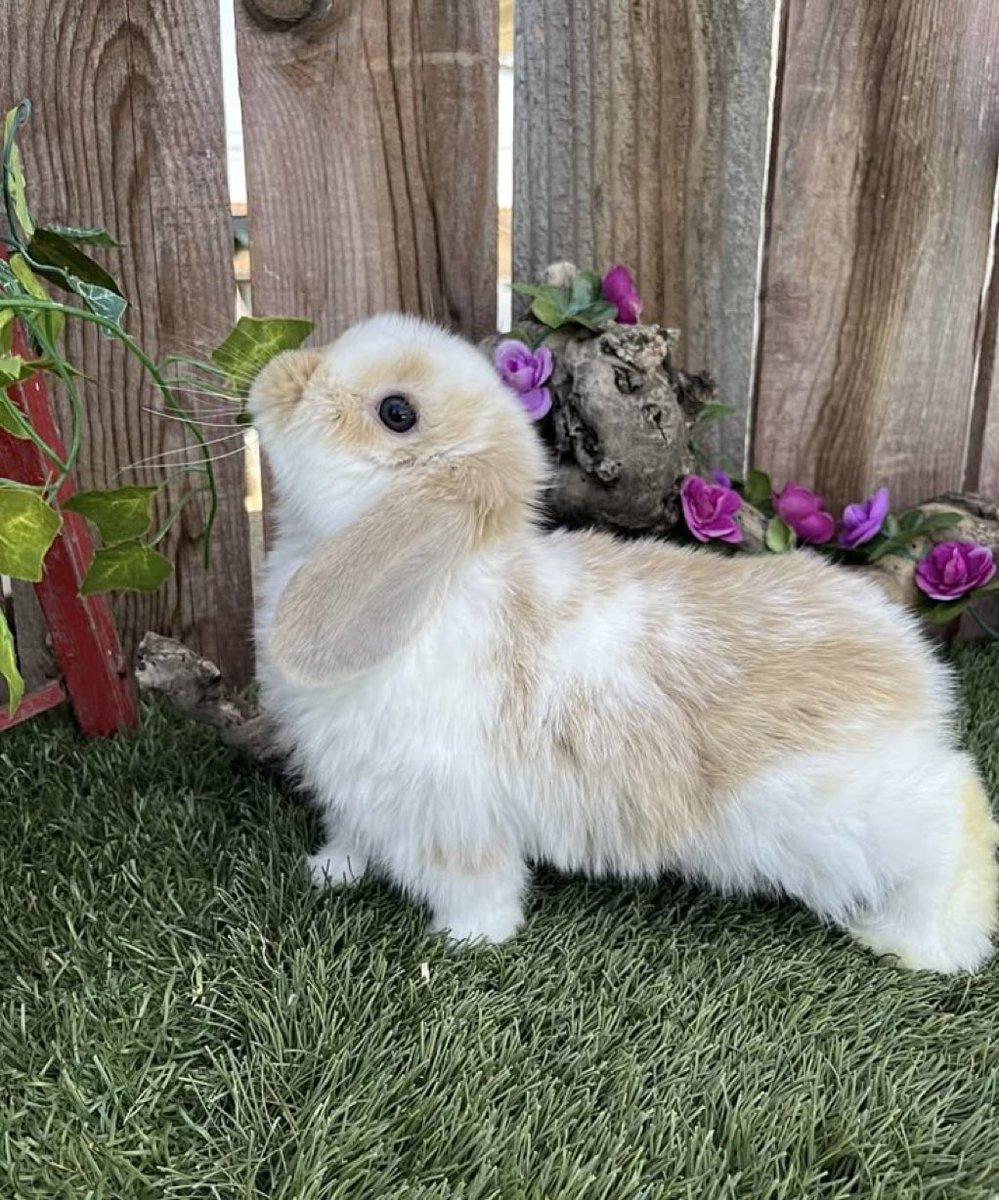 bunny tweet media