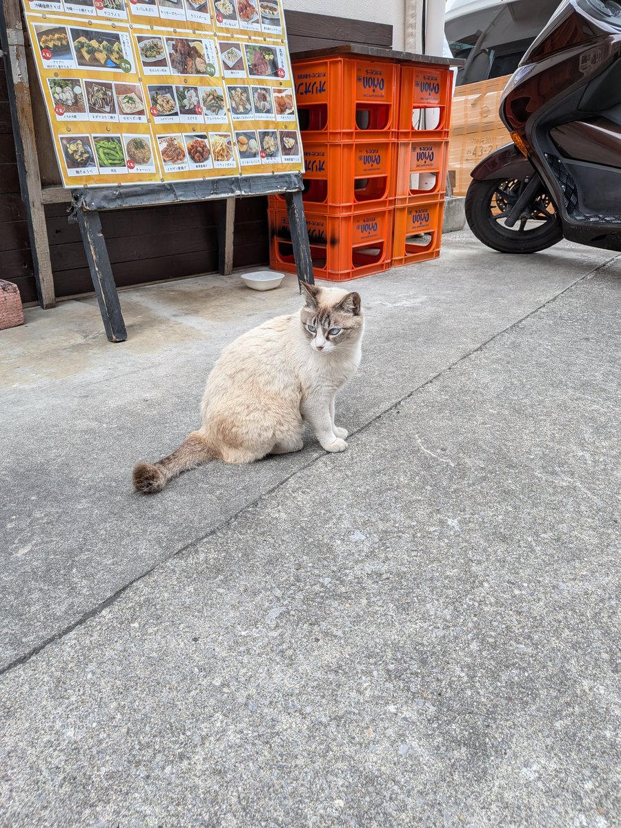 にゃんこ