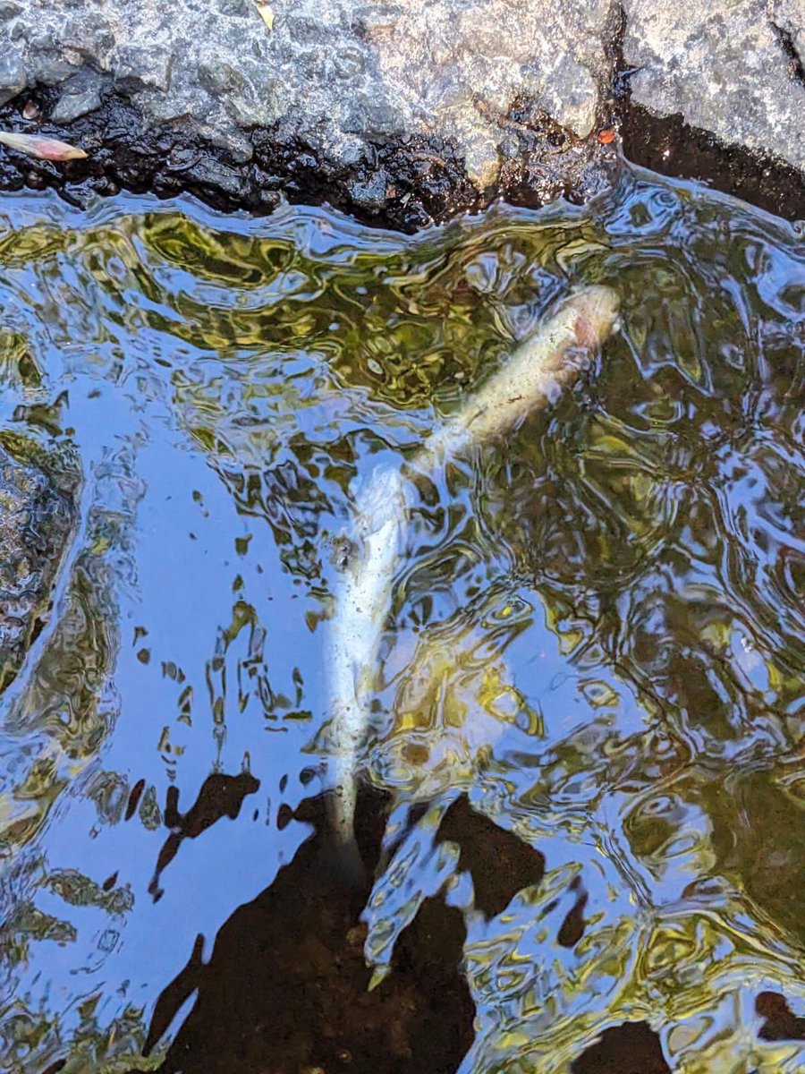 Activist Anglers tweet media