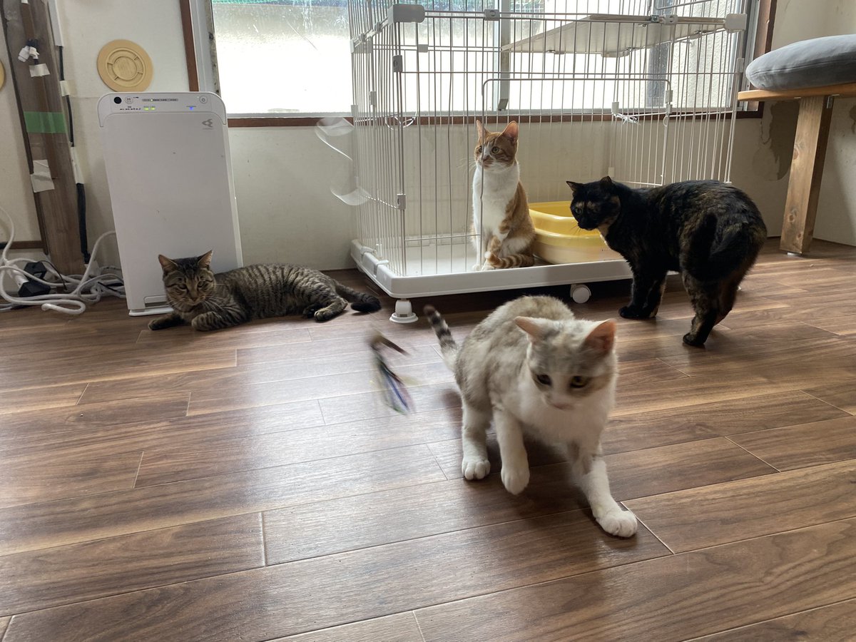 保護猫譲渡るーむ tweet media
