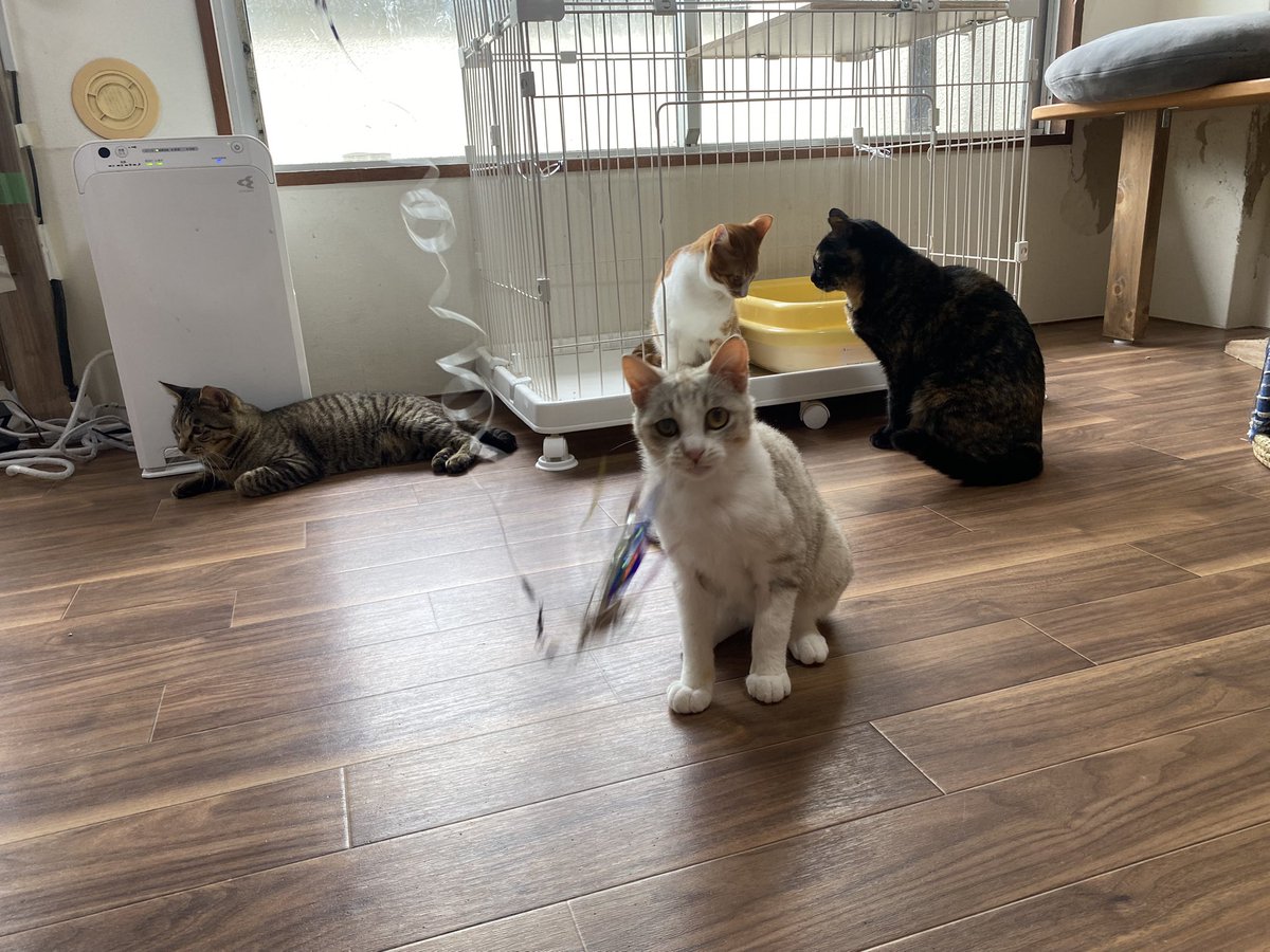 保護猫譲渡るーむ tweet media