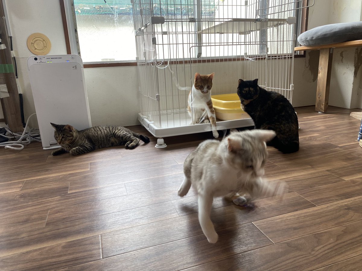 保護猫譲渡るーむ tweet media