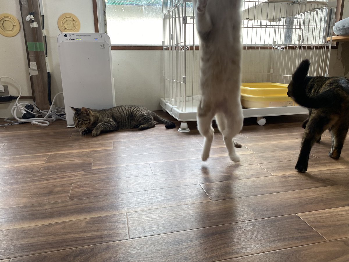 保護猫譲渡るーむ tweet media