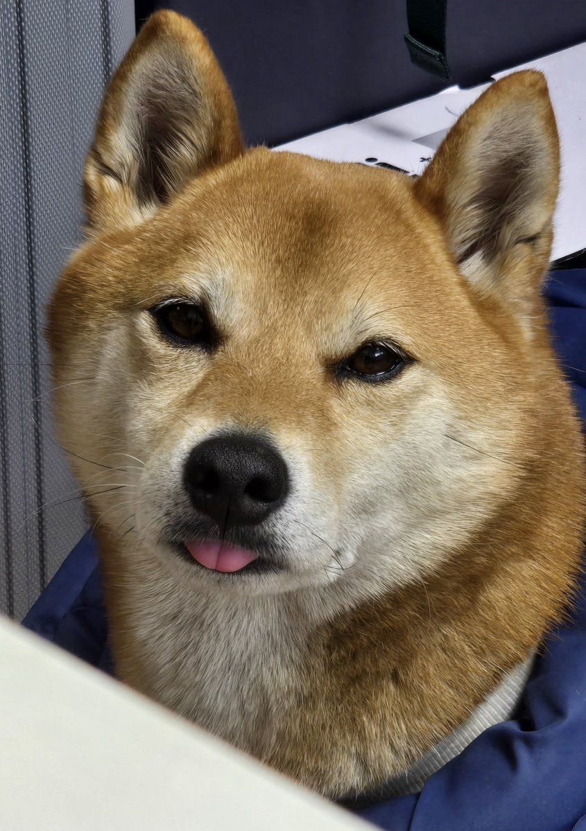 이보리🐾 tweet media