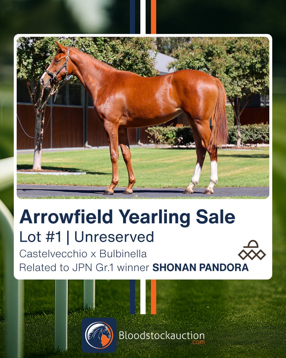 Bloodstockauction.com tweet media