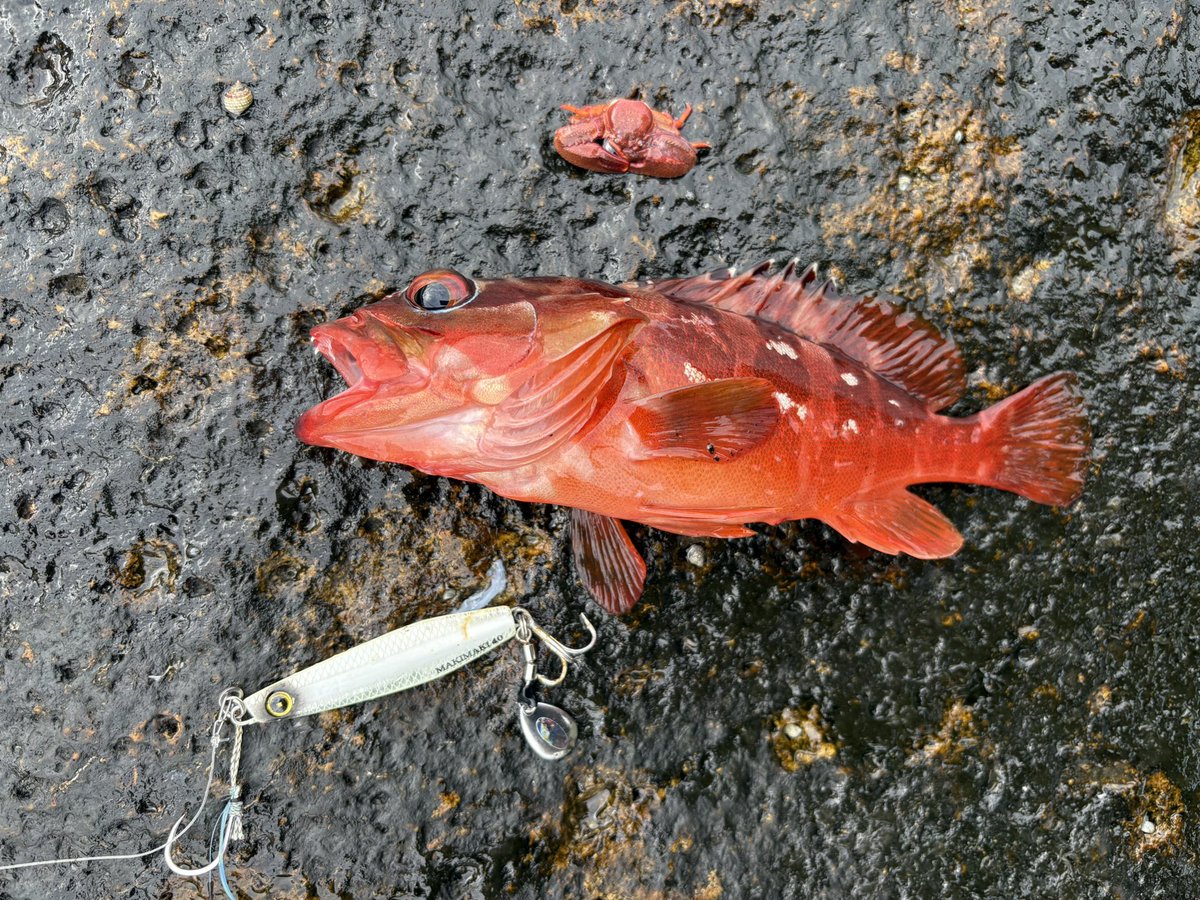 yasutsuchi's tweet photo. ようやくお目にかかれました😆
マキマキをフルキャストした沖のボトムでなんとか見つけたアカハタ🐟
まだ浅いところまではあまり差してきていない感じです😊
まだまだこれからですね😁

#ジャックアイマキマキ
#GUIDUS
#CRIMSON
#DURIZE https://t.co/CwU7v2r1CP