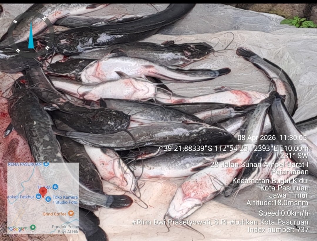 ririn_pi's tweet photo. Rabu (08/04/26) Ririn Dwi P, S.Pi,Luhkan Kota Pasuruan, Pendampingan Akses Teknologi Terekomendasi "Cara Penanganan Penyakit pada Ikan Lele di kolam bioflok KMP Kelurahan Petamanan
#GiatLuhkanSatminkalBWI 
@bppsdm_puslatkp
@bppsdm_bp3bwi
#bppsdm_kp 
#luhlapor 
@YayanHikmayani https://t.co/emE8sptiXU