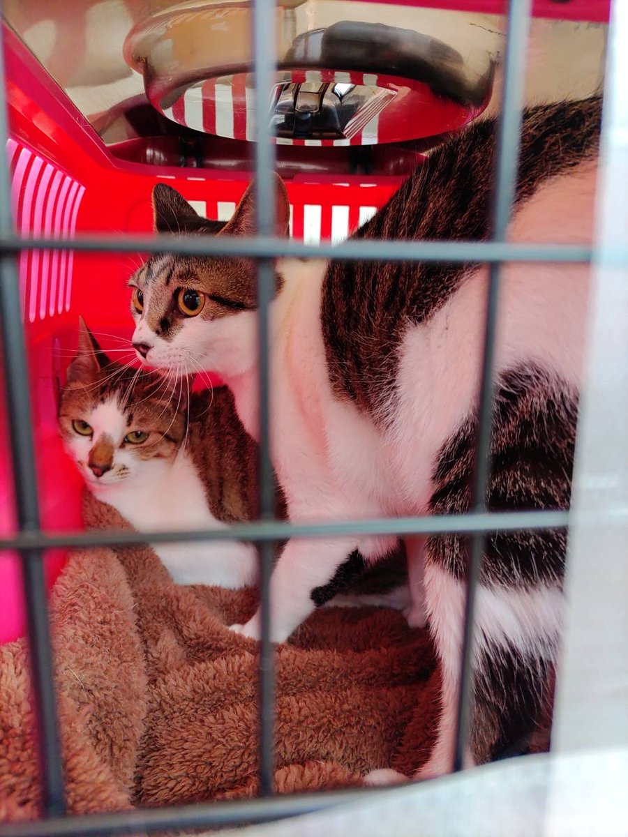 AHRstaff's tweet photo. 2日の土曜日に熊本県から✈️に乗ってレスキュー猫2匹が到着しました。頑張りましたね🙌5日のお披露目会参加予定です。 https://t.co/5p9pI1pZYM
