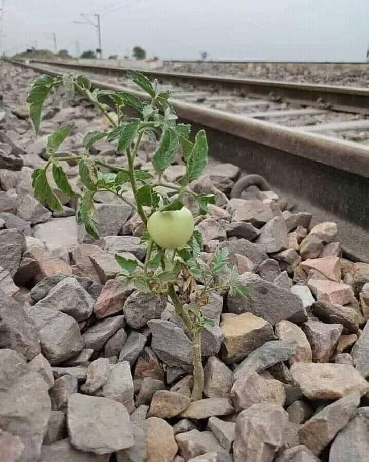 ♡𝕊нαiستہ🕊️♡ tweet media