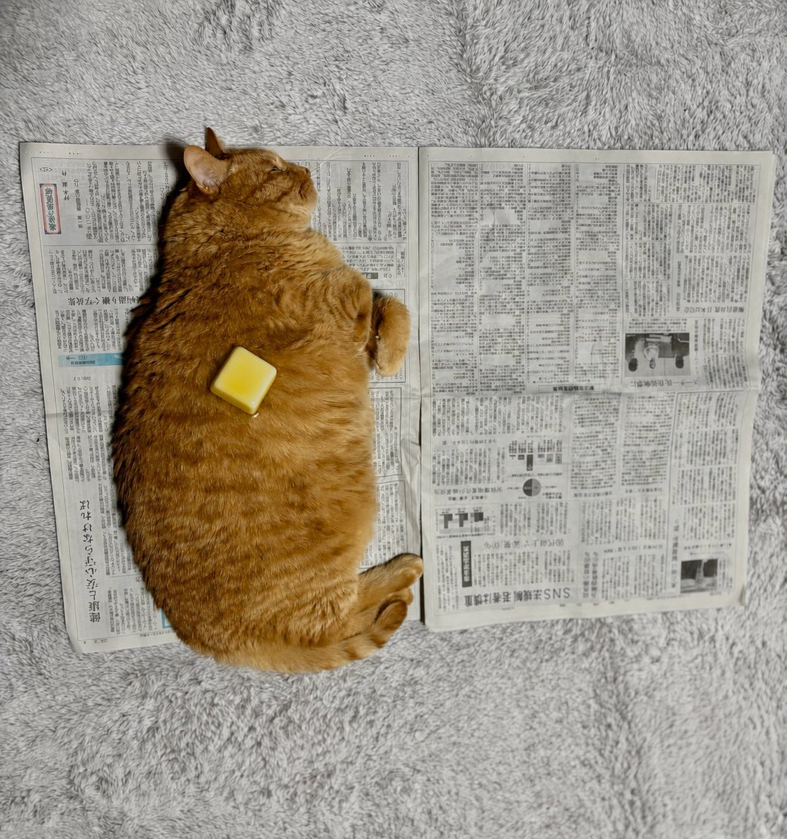 👻 tweet media