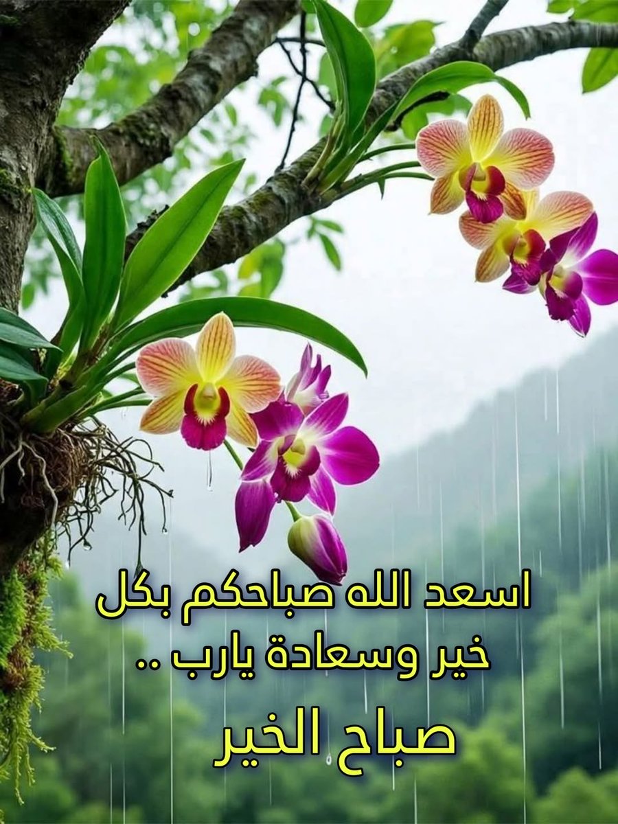 سعيد الحوسني tweet media