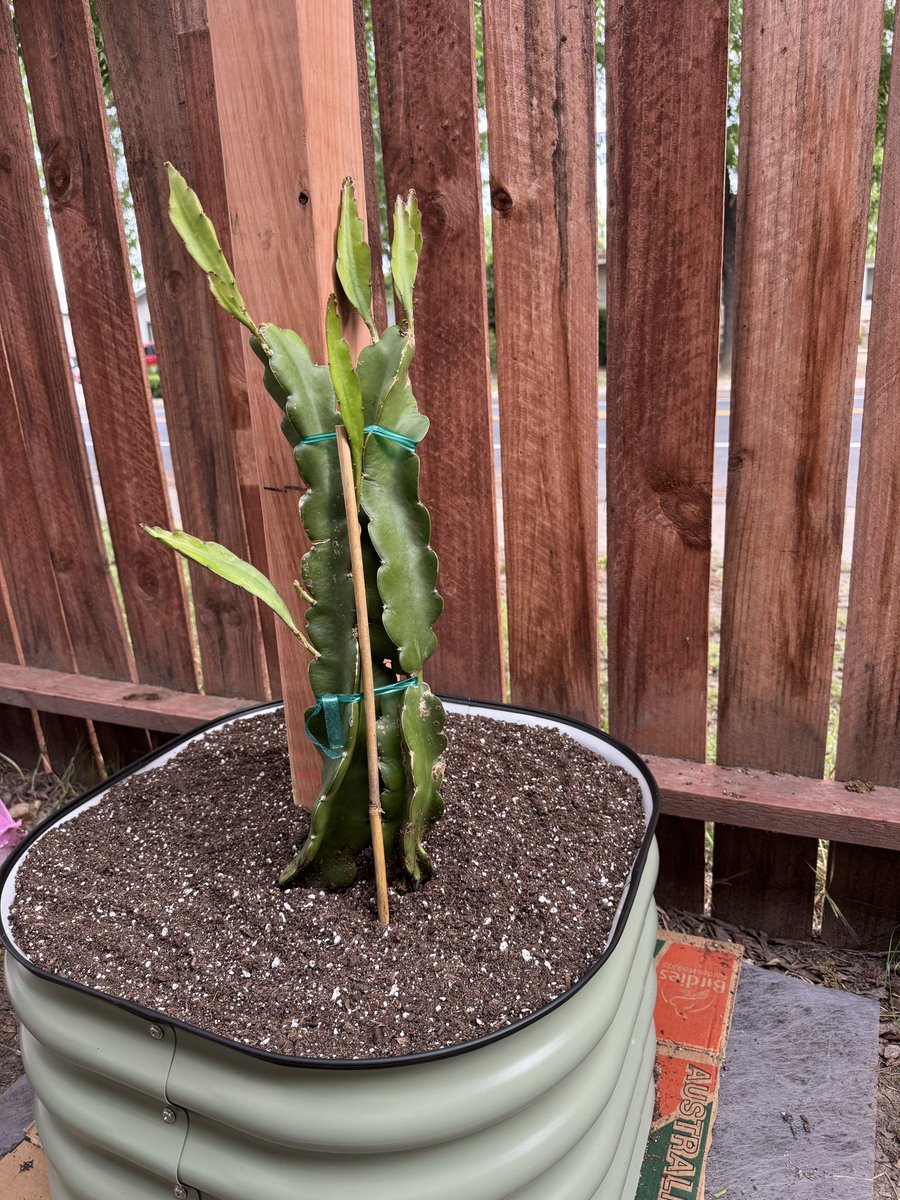 phosphorwulf's tweet photo. Planted some dragonfruit. https://t.co/c0S6i8EF2X
