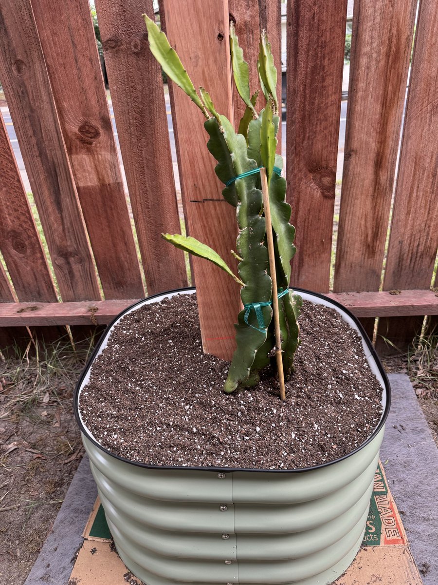 phosphorwulf's tweet photo. Planted some dragonfruit. https://t.co/c0S6i8EF2X