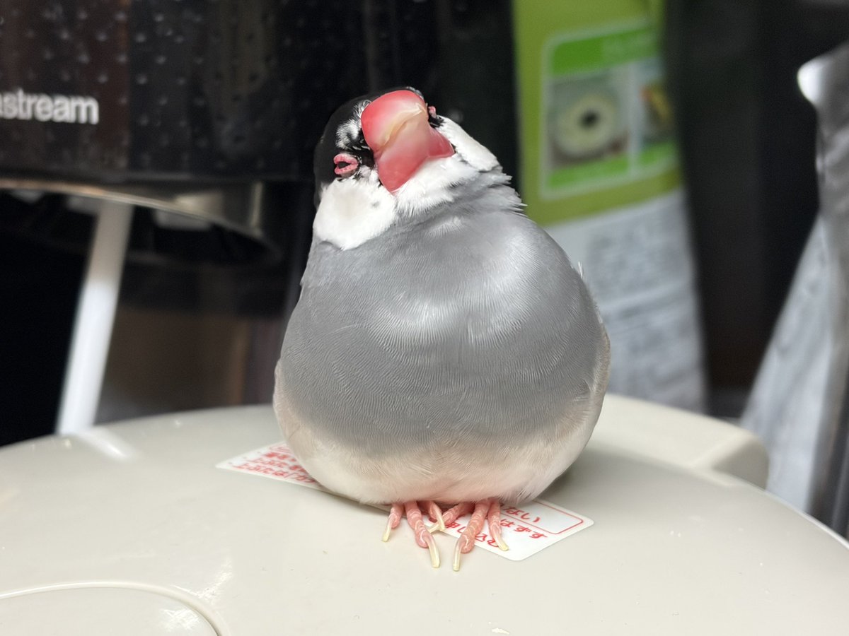 くりてゃ tweet media