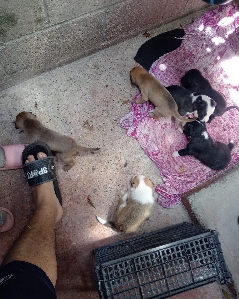 #ServicioSocial
ADOPTA 🐶

tengo 6 perros para dar en adopción ayúdeme porfavor los tengo en santa Ana 72532700