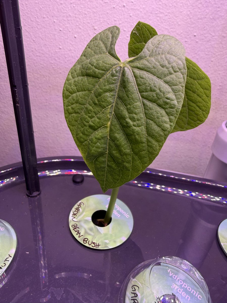 juniiberri's tweet photo. What a difference a few days makes! Look at her gooooo ヾ(•̀ ヮ <)و
Unfortunately, we’ve suffered a terrible loss… bean #2 has left us 🪦💔 https://t.co/mJxXlnahGL