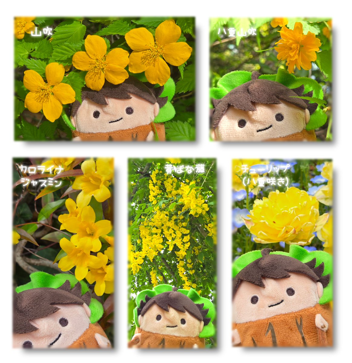 おとも🌳 tweet media