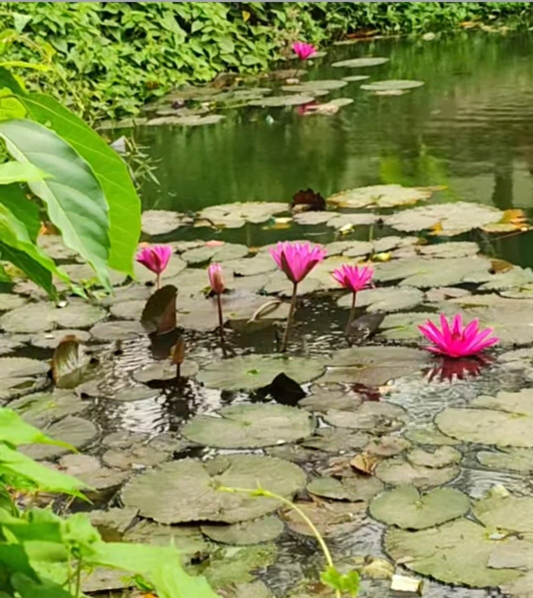 নিশিকাব্য tweet media