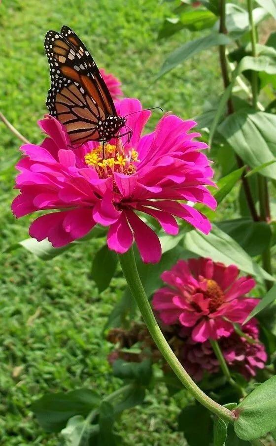🦋✨ѕнмαмα✨🦋 tweet media