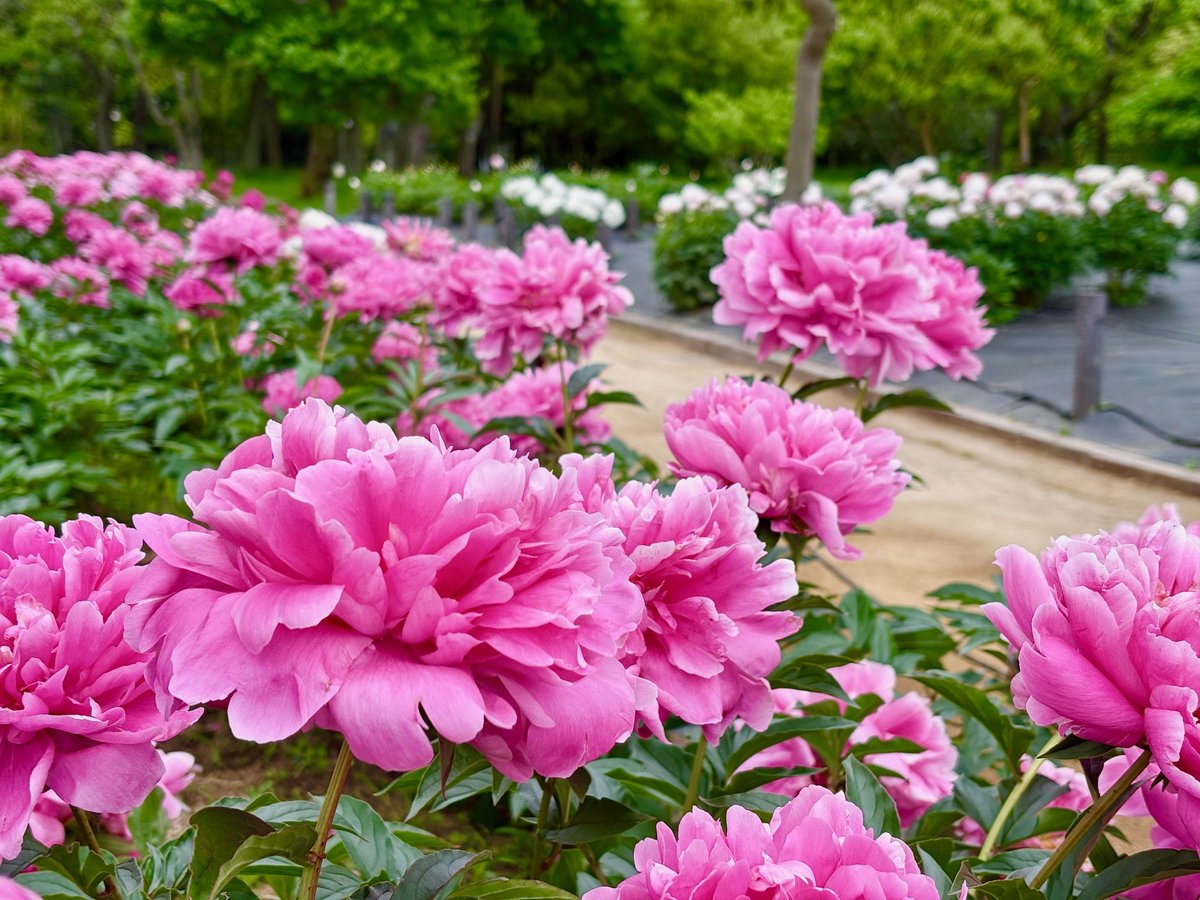 長居植物園 tweet media