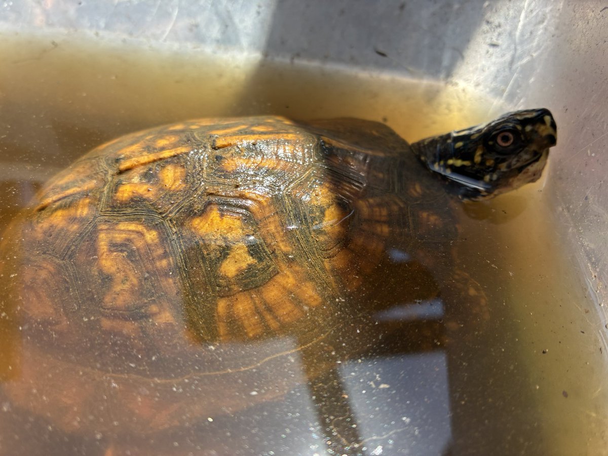 変化していくトウブのオス。飼育する上でこの頃が一番楽しいかもしれないですね😆