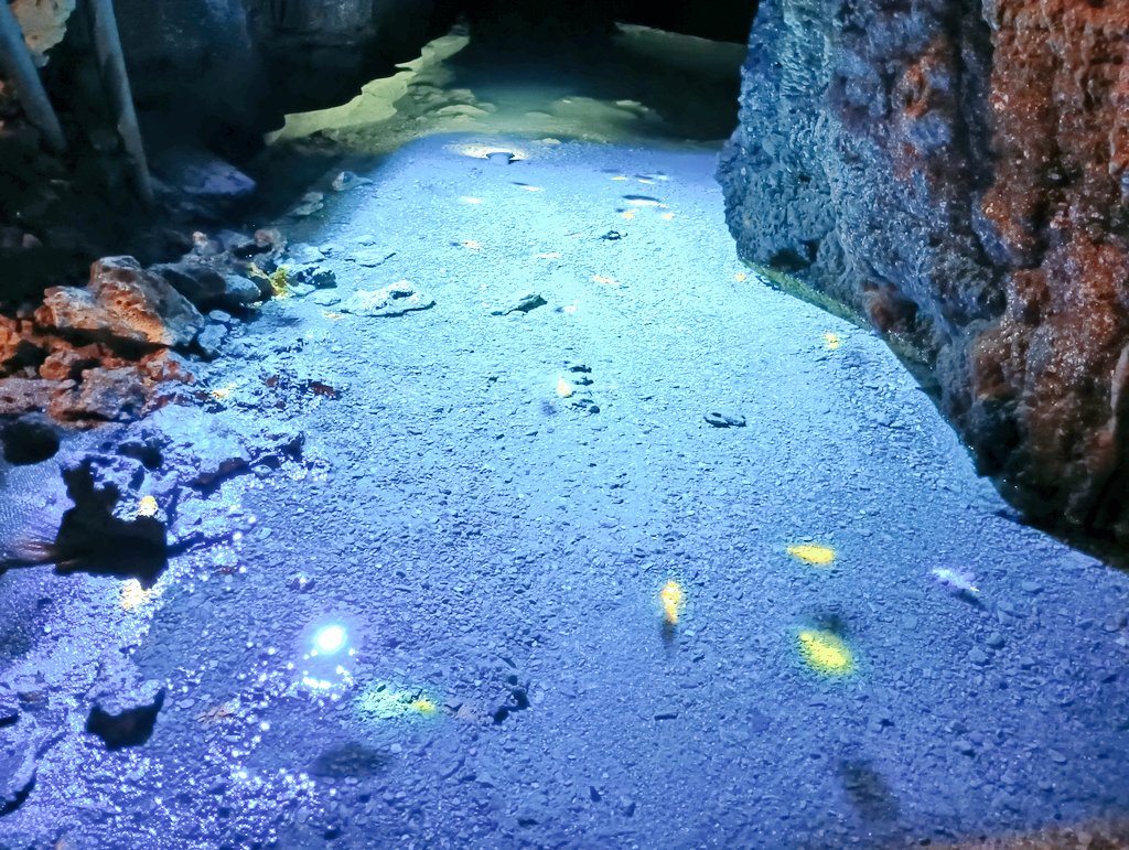 thisroom3280's tweet image. CAVE OKINAWAに行ってきた⛰️
玉泉洞と違った魅力がありました😊
朝一番で行ったのでゆっくり回れた🙌
#沖縄
#鍾乳洞
#CAVE OKINAWA