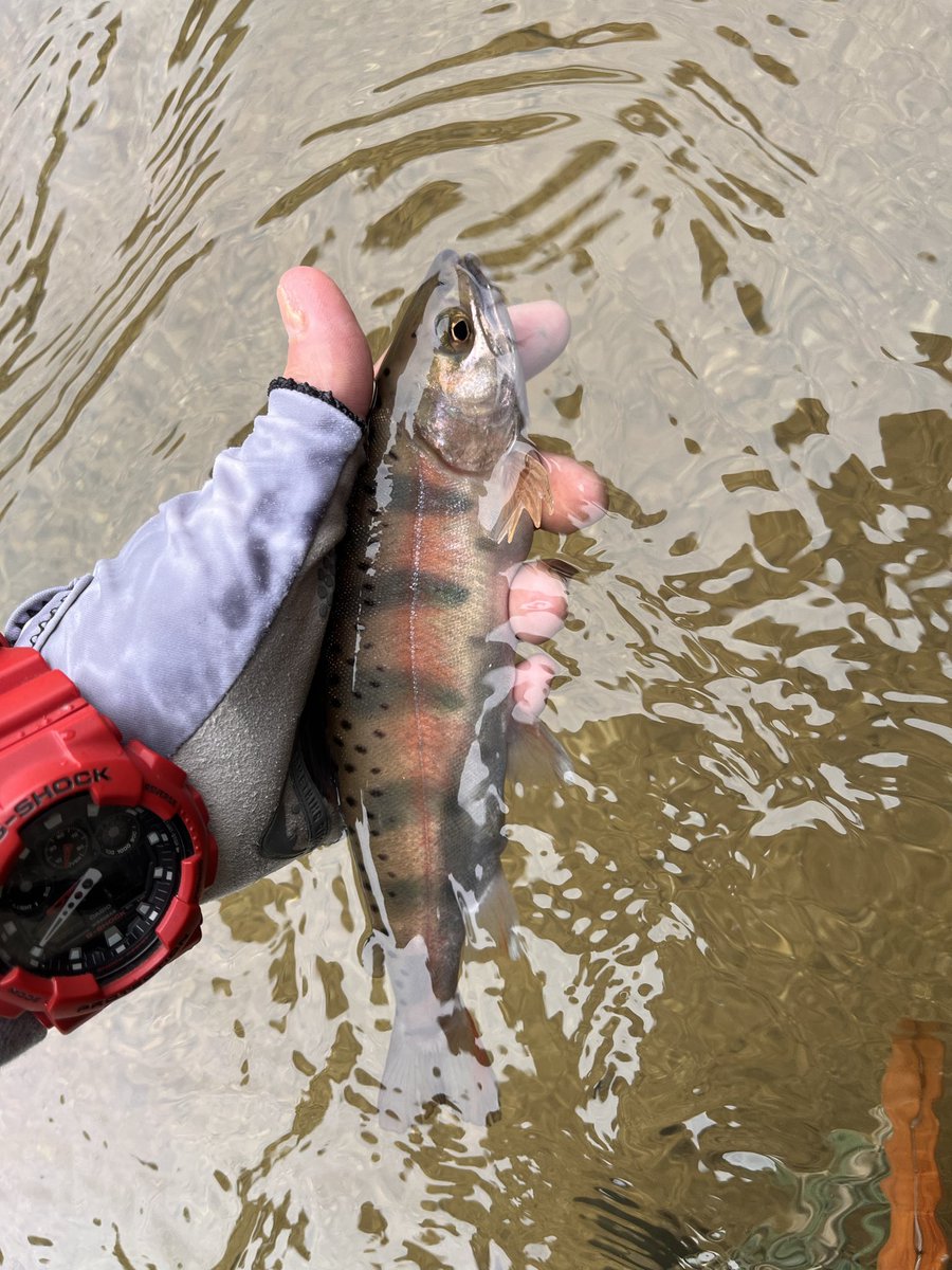 kerokero5103's tweet image. とりあえず軽くつ抜け超え😁

#jacksonlure 
#カワセミラプソディー
#Fishman 
#Foxfire
#工房遊喜 
 #kawatonbo
#Mogumogu
#クヴェレ