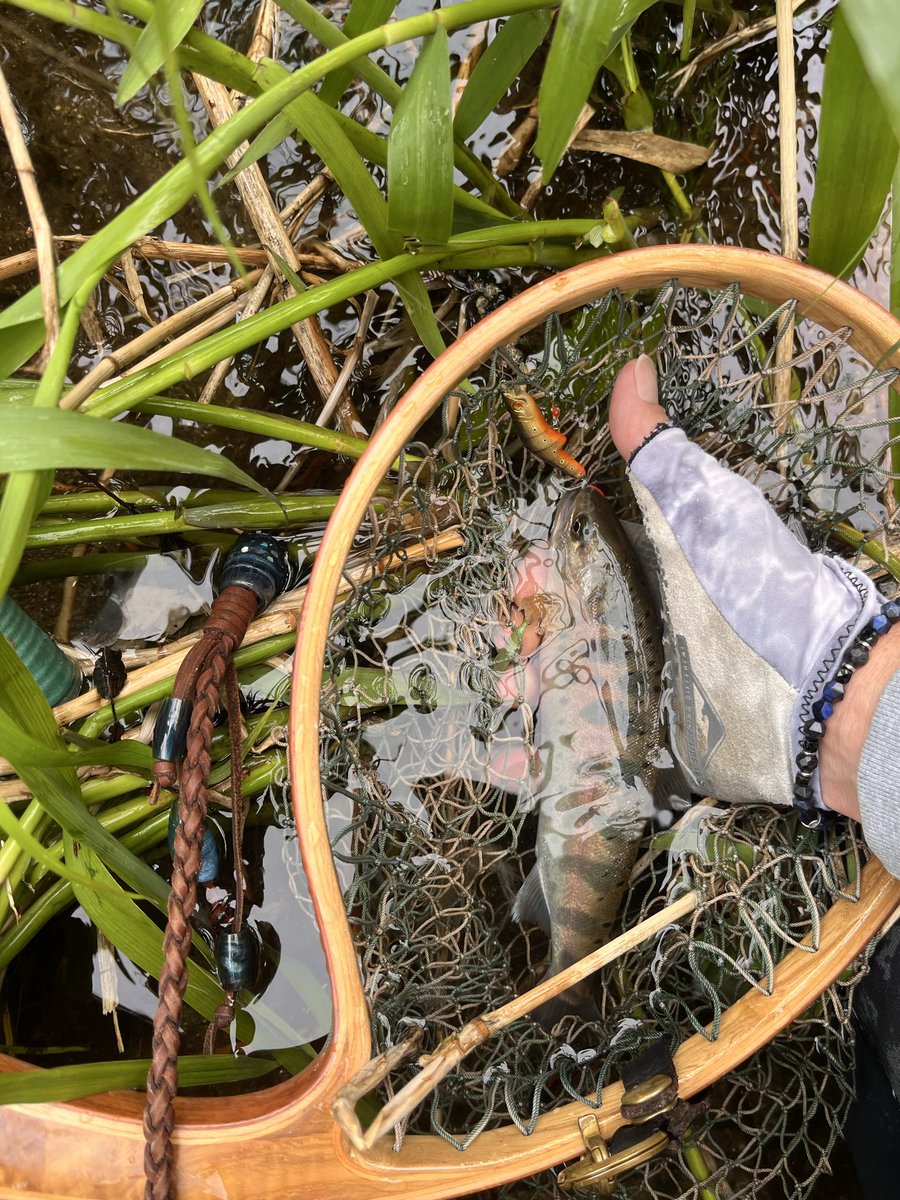 kerokero5103's tweet image. とりあえず軽くつ抜け超え😁

#jacksonlure 
#カワセミラプソディー
#Fishman 
#Foxfire
#工房遊喜 
 #kawatonbo
#Mogumogu
#クヴェレ