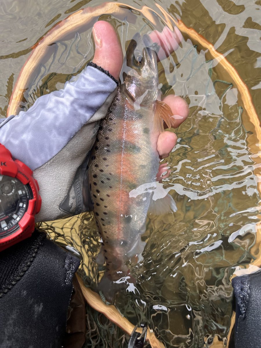 kerokero5103's tweet image. とりあえず軽くつ抜け超え😁

#jacksonlure 
#カワセミラプソディー
#Fishman 
#Foxfire
#工房遊喜 
 #kawatonbo
#Mogumogu
#クヴェレ