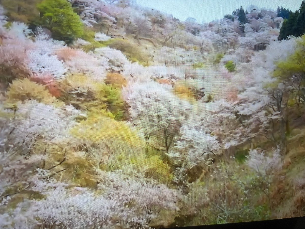 橋本ヒネモス tweet media
