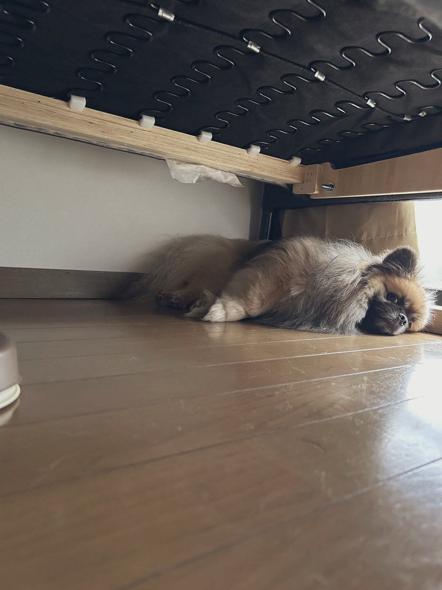 Once_aPonzuTime's tweet photo. 皆様ゴールデンウィークはいかがお過ごしでしょうか
体調崩して外に出れず
ぽんずの写真を撮るしかない飼い主です
…いやこれ最高の休日では？ https://t.co/UjSb6EZvVC