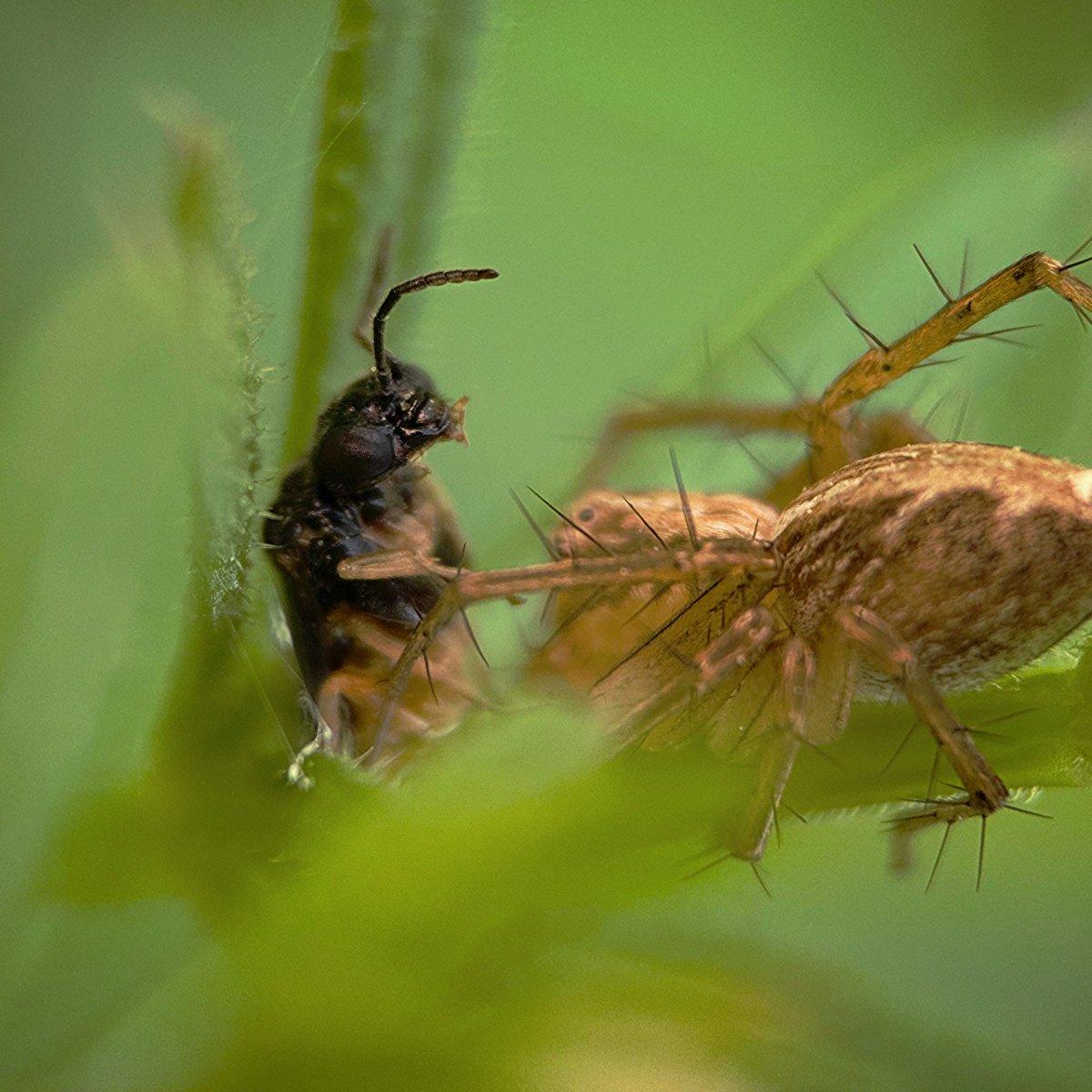 フジイ ピカピ / moff inc / #そのへんの3cm tweet media