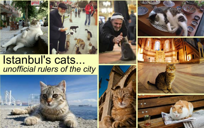 OurFreeAmerica's tweet photo. @bominouca Istanbul is the Cat Capitol of the world! https://t.co/oLx6mjPNrB