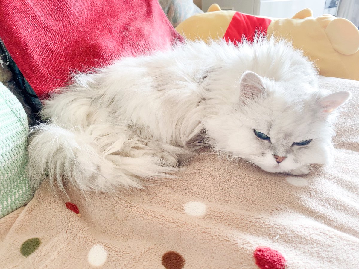 猫まんま 猫まんま