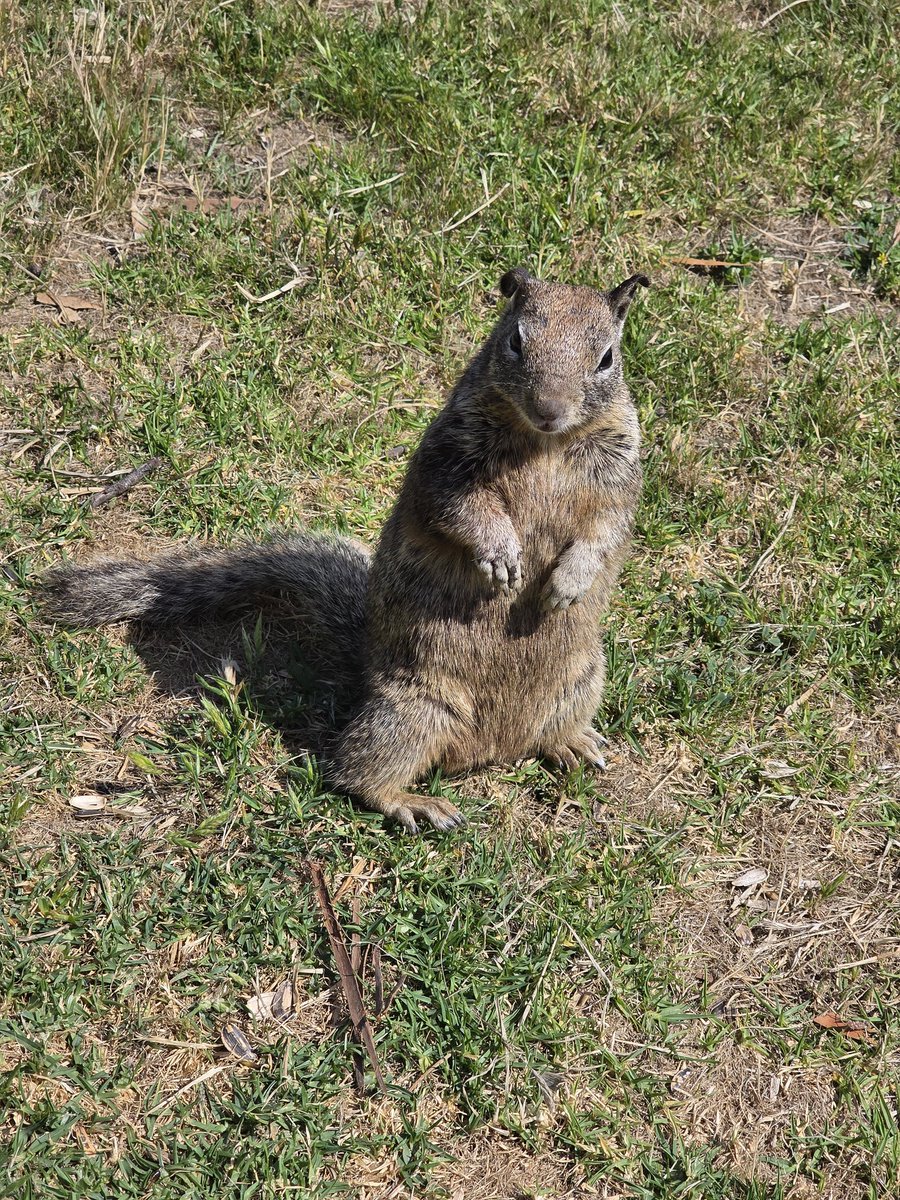 W6OBB's tweet photo. Activated US-6448, William Randolph Hearst Memorial State Beach today. 46 QSOs between 40, 20, 17, 15, 12, 10, 2 Meters &amp; 70 Centimeters. Got some decent DX; Spain, Australia, Japan &amp; Puerto Rico. All HF QSOs SSB Voice. 73 de W6OBB #POTA #ParksOnTheAir #AmatuerRadio #HamRadio https://t.co/aM4zAxYJka