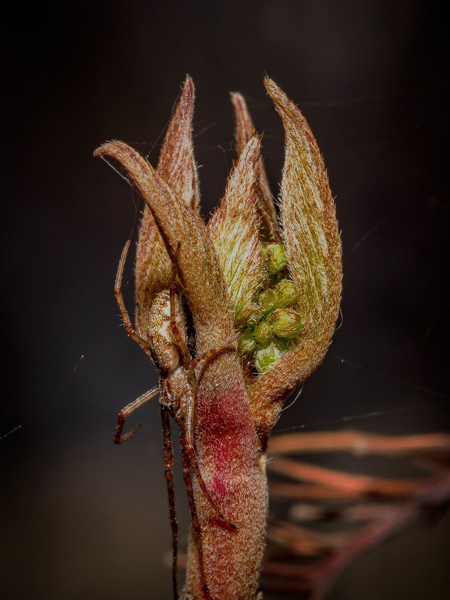 calronan's tweet image. I see you
#yyc #calgary #OMSystem #WaitingForBeeSeason