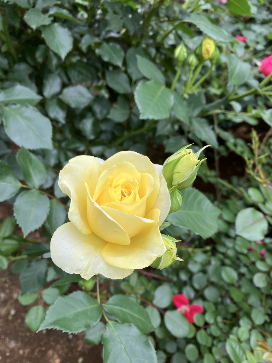 nyoropichi's tweet photo. #与野公園バラ園 #バムセ #bamsen #bamse
バラを見ながら美味しいパンをはむはむ食べたバム🌹🥯🐖 https://t.co/sgtmjiKIHi