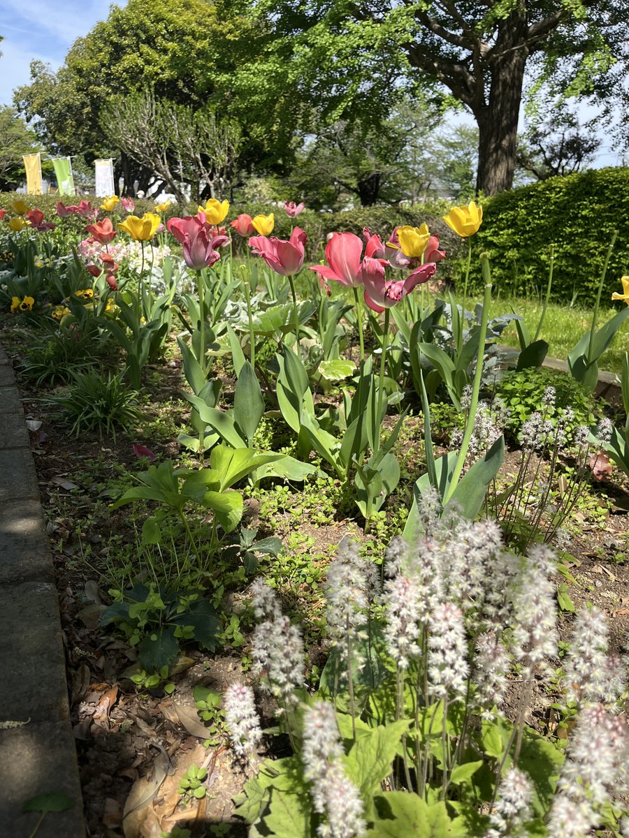 566_teaware's tweet photo. 東京 国分寺市 武蔵国分寺公園 花壇
Japan, Tokyo, Kokubunji-shi, Musashi-Kobunji-Park, Wisteria Arbor,
#東京 #春 #公園 #武蔵国分寺公園 #国分寺 #新緑 #花壇 #花
#Japan #Tokyo #Spring #Park #MusashiKokubunjiPark #Nature #Greenery #Flowers https://t.co/GFm518QkbO