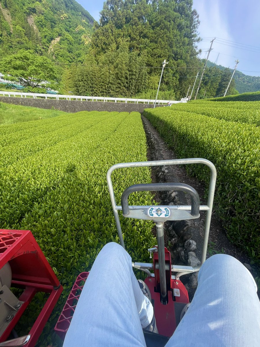 Choizhangwei's tweet photo. 山霧が森から立ちのぼり、
谷あいの水が静かに流れる。
���は茶畑をわたり、光は新芽に降りそそぐ。
自然は人とともに息づき、一杯のお茶を育てている。

#川根茶
#相藤園
#静岡茶 
#日本茶 https://t.co/BswoHbLNnB