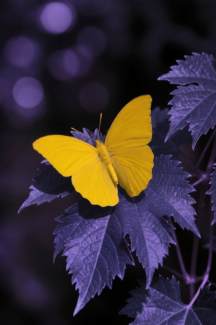 NatureBySolara tweet media