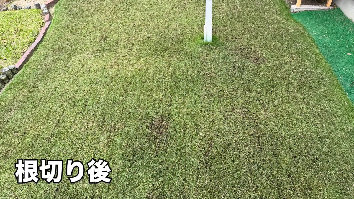 芝生の雑学 東京40まいる tweet media